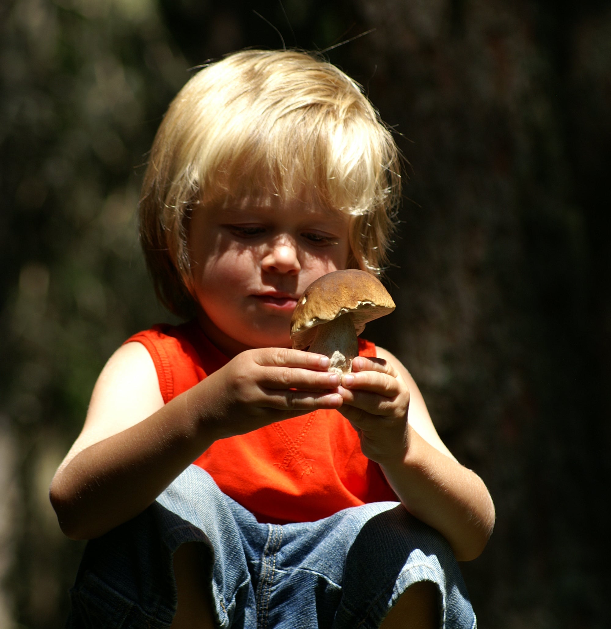 Guía para salir a por setas con niños: kit básico, recetas y ejemplares para empezar